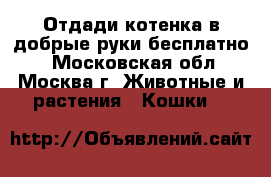 Отдади котенка в добрые руки бесплатно  - Московская обл., Москва г. Животные и растения » Кошки   
